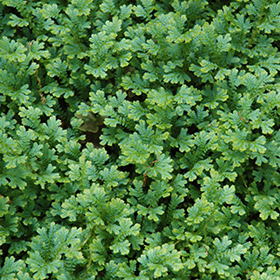 Plant Photo 1