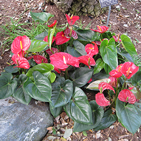 Plant Photo 1