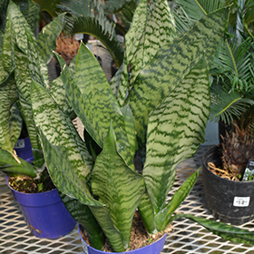 Plant Photo 3