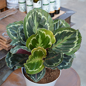Plant Photo 10