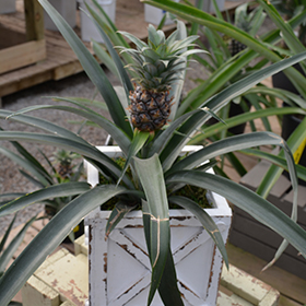 Plant Photo 3