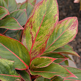 Plant Photo 6