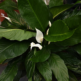 Plant Photo 3