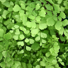 Plant Photo 1