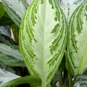 Plant Photo 7