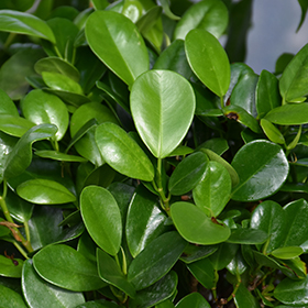 Plant Photo 10