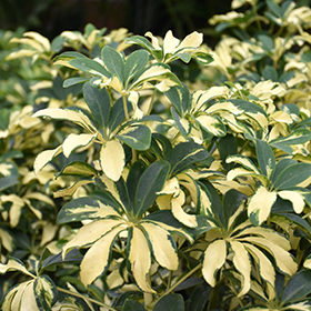 Plant Photo 7