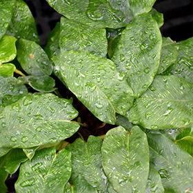 Plant Photo 9