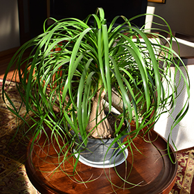 Plant Photo 5