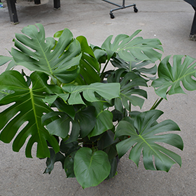 Plant Photo 6
