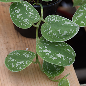 Plant Photo 8