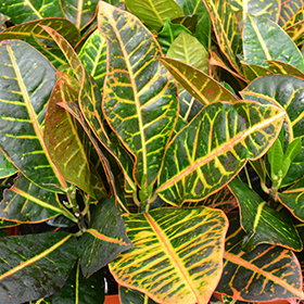 Plant Photo 8
