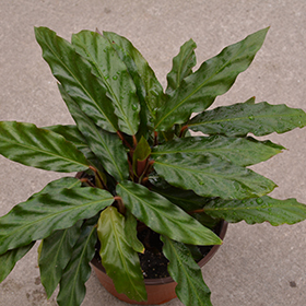 Plant Photo 1