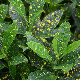 Plant Photo 7
